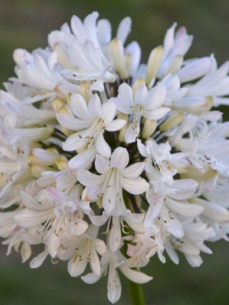 Agapanthe 'Ice Lolly'