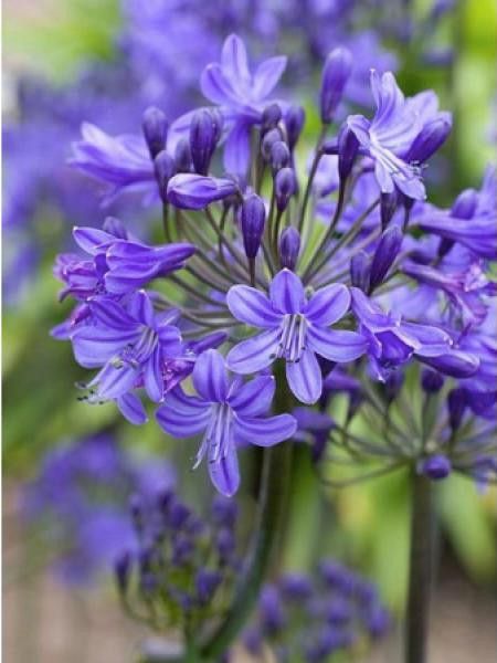 Agapanthe 'Inkspots'