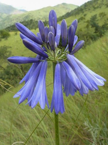 Agapanthe 'Intermedius'