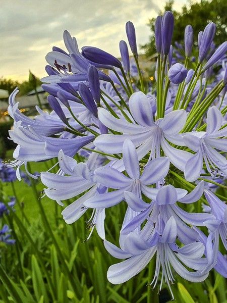 Agapanthe 'Lavender Haze'