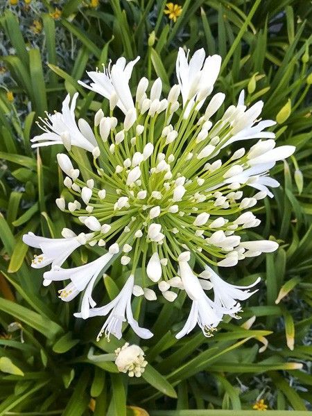 Agapanthe 'Mi Casa'