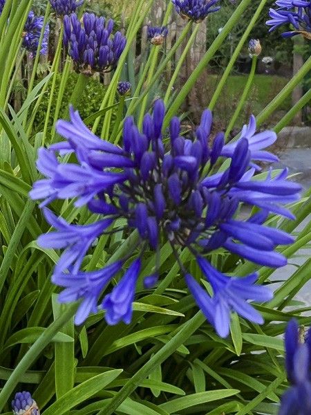 Agapanthe 'Midnight Blue'