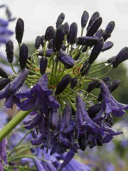 Agapanthe 'Nigrescens'