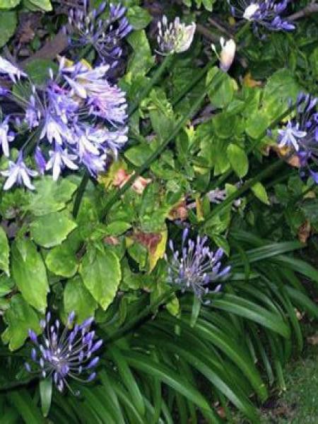 Agapanthe 'Peter Pan'