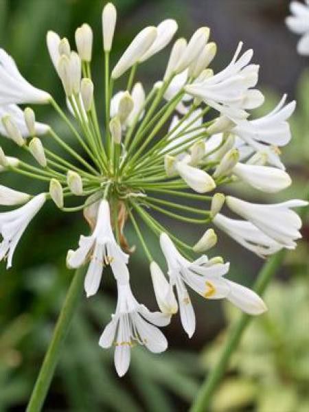 Agapanthe 'Polar Ice'