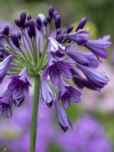 Agapanthe 'Poppin' Purple'