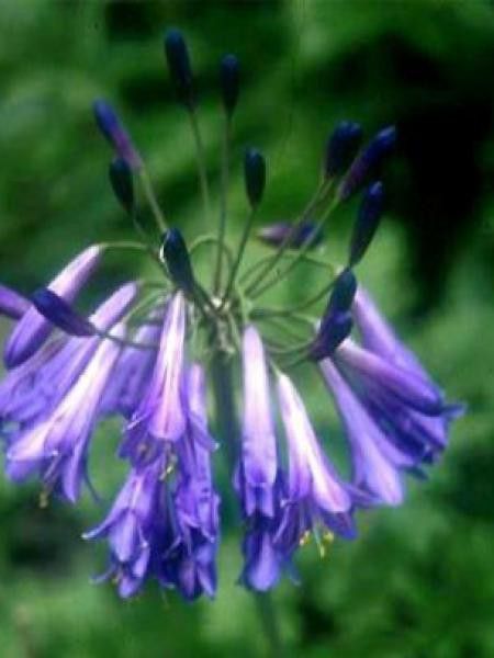 Agapanthe 'Purple Cloud'