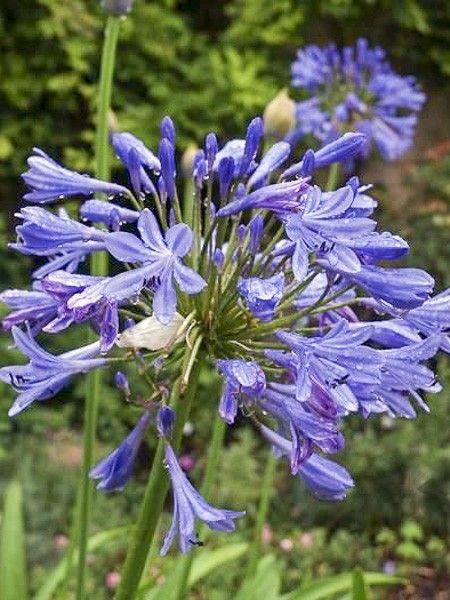 Agapanthe 'Rosewarne '