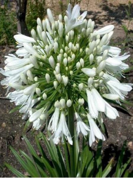 Agapanthe 'Snowstorm'
