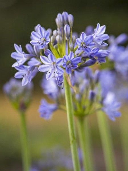 Agapanthe 'Southern Cross'