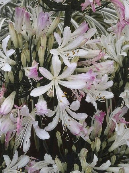 Agapanthe 'Strawberry Ice'