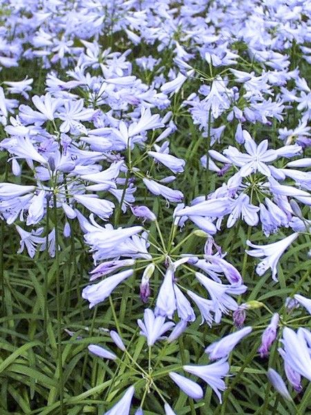 Agapanthe 'Streamline'