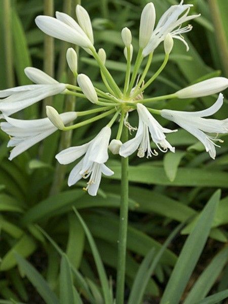 Agapanthe 'Thumbelina'
