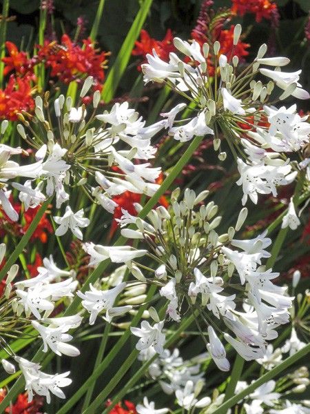 Agapanthe 'var albidus'