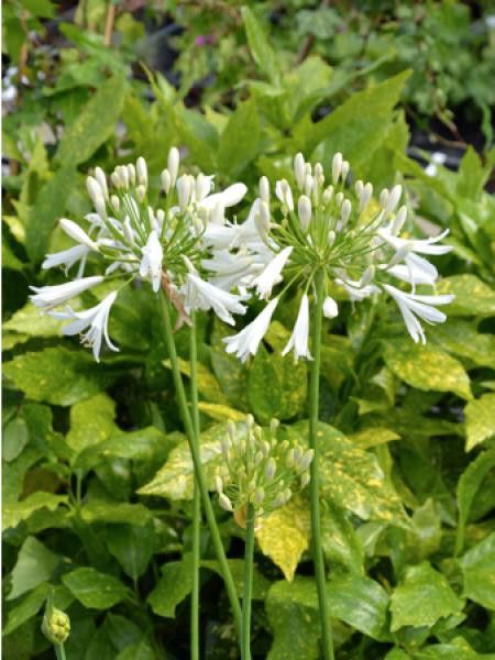 Agapanthe 'Whitney'