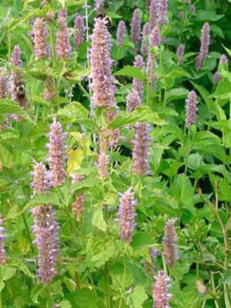 Agastache à odeur de fenouil 'Golden Jubilee'