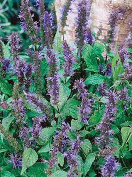 Agastache 'After Eight'