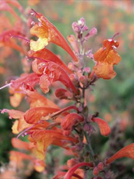 Agastache 'Apricot Sprite'