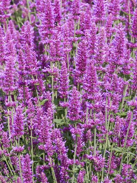 Agastache 'Arcado Pink'