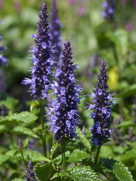 Agastache 'Astello Indigo'