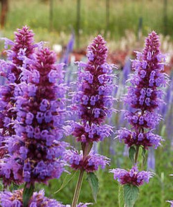 Agastache 'Blue Boa'