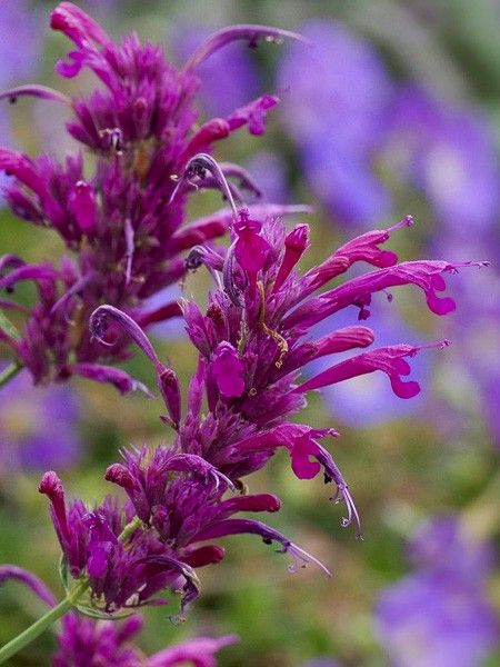Agastache cana