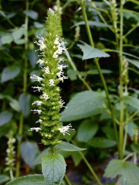 Agastache géante