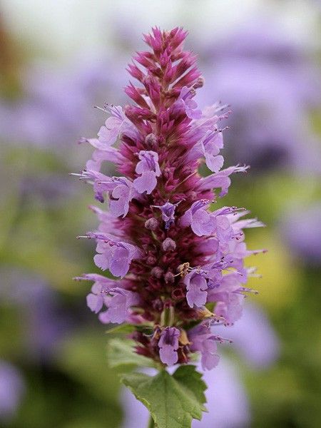 Agastache 'Globetrotter'