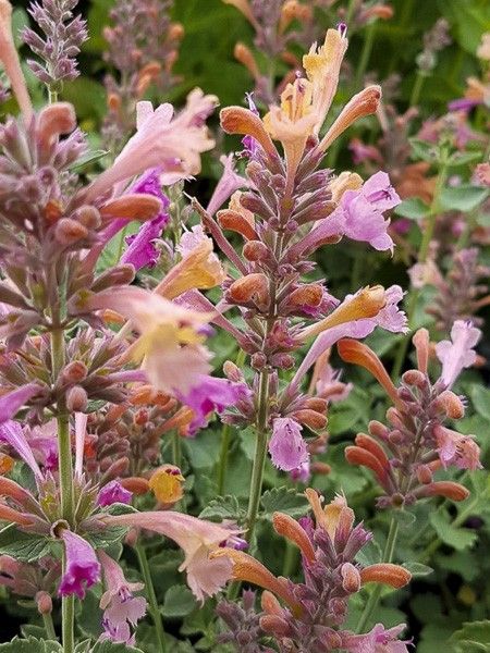 Agastache 'Kudos Ambrosia'