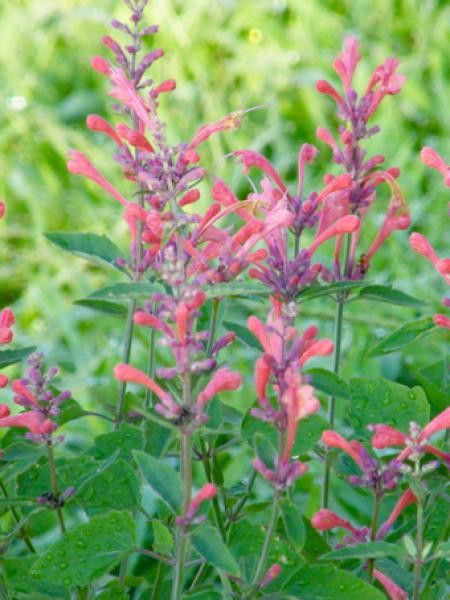 Agastache 'Kudos coral'