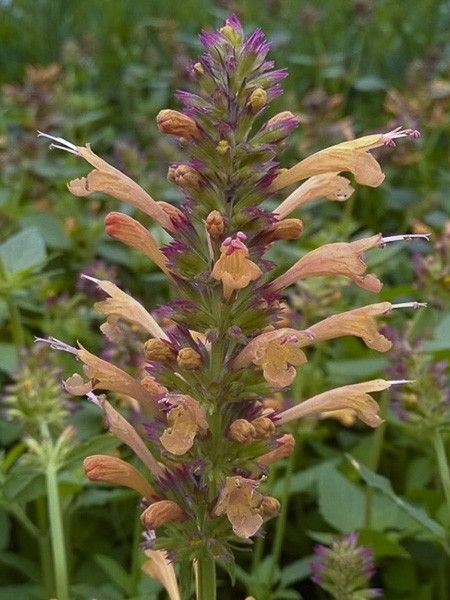 Agastache 'Kudos Gold'