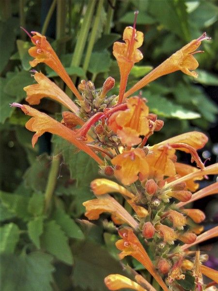Agastache 'Kudos Mandarin'