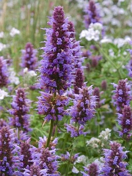 Agastache 'Kudos Silver Blue'