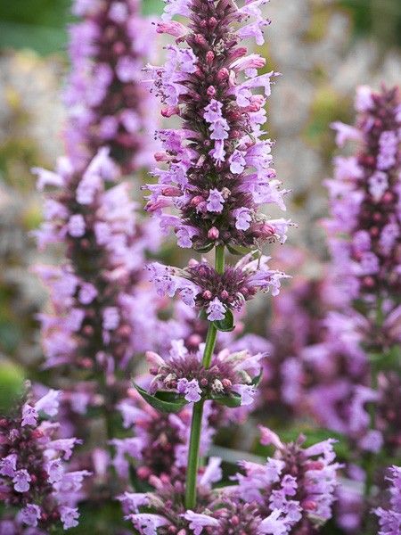 Agastache 'Poquito Lavender'