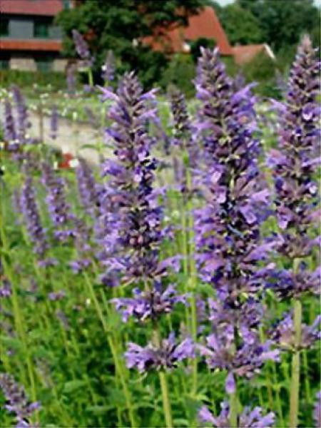 Agastache 'Serpentine'