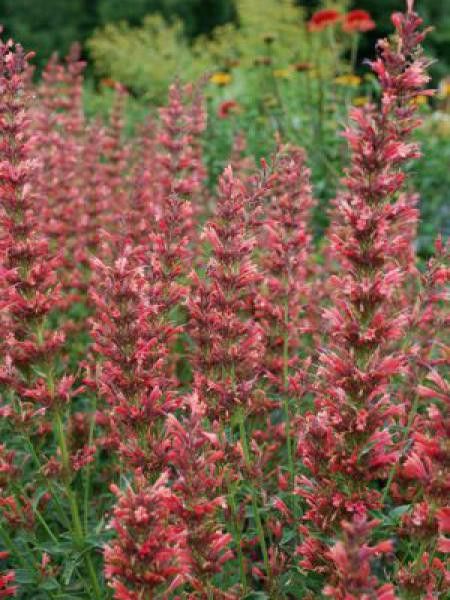 Agastache 'Summer Fiesta'