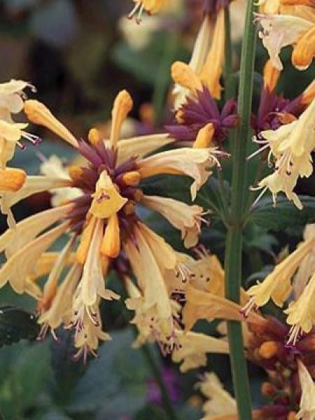 Agastache 'Summer Glow'