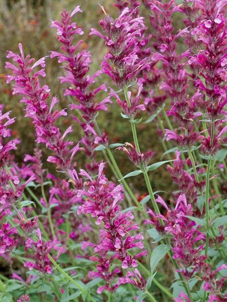 Agastache 'Summer Love'