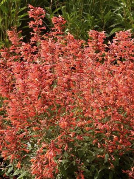 Agastache 'Summer Sunset'