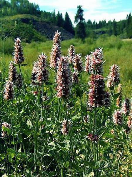 Agastache urticifolia 