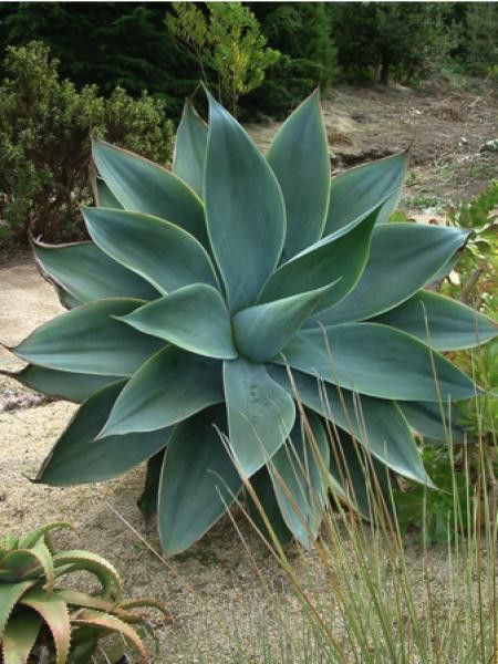 Agave à cou de cygne