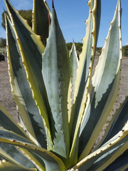 Agave à feuilles panachées