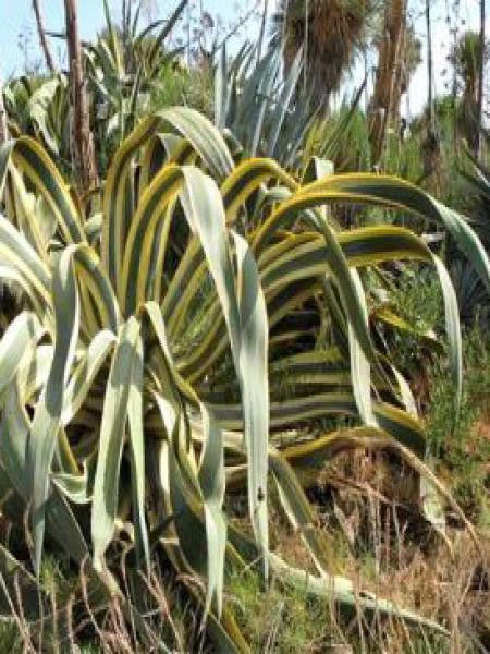 Agave à feuilles panachées