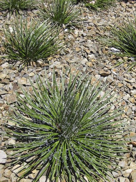 Agave à fleurs jumelles