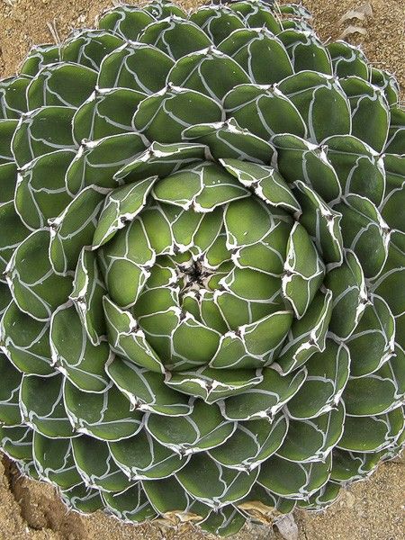 Agave de la Reine Victoria