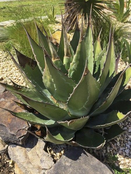Agave des montagnes