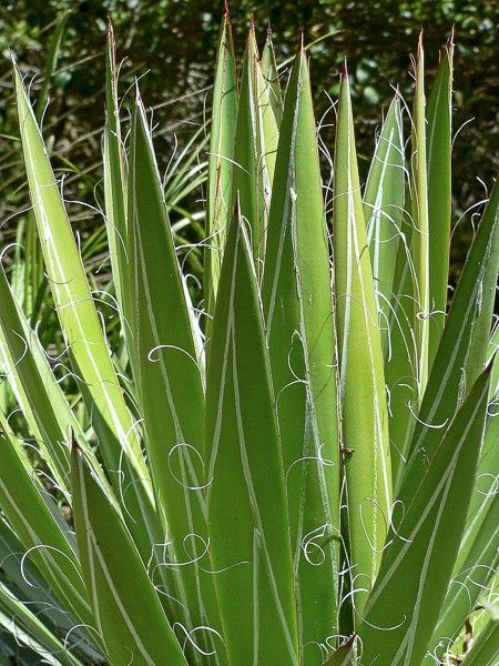 Agave filifera