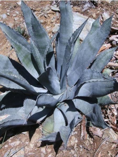 Agave gigantensis 