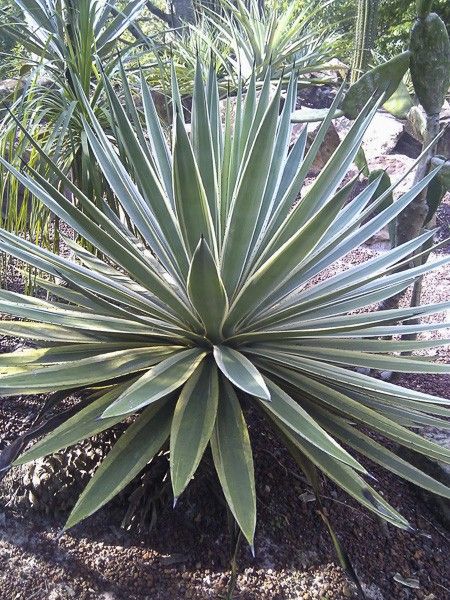 Agave 'Marginata'