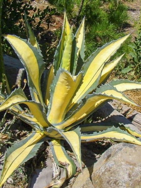 Agave 'Mediopicta Lutea'